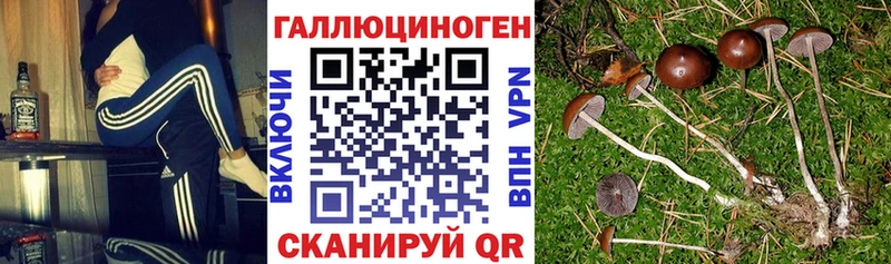 Псилоцибиновые грибы Psilocybe  купить наркотики сайты  Семикаракорск 